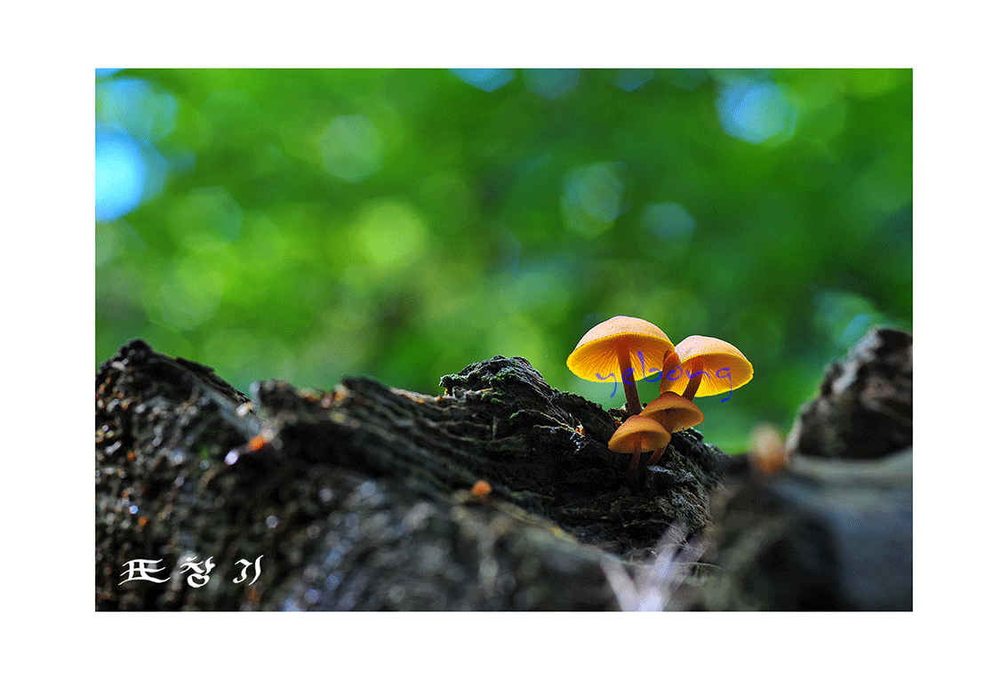 솔미치광이버섯1sss-DSC_3355.gif