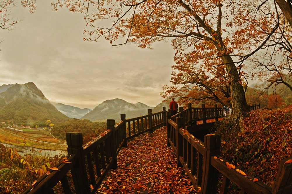 DSC_1938-낙엽진 가을 언덕에서-낭만올림.jpg