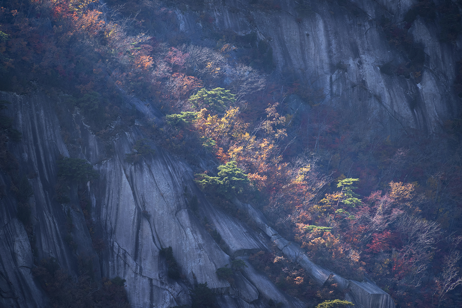 바위틈의 나무숲 (1).jpg