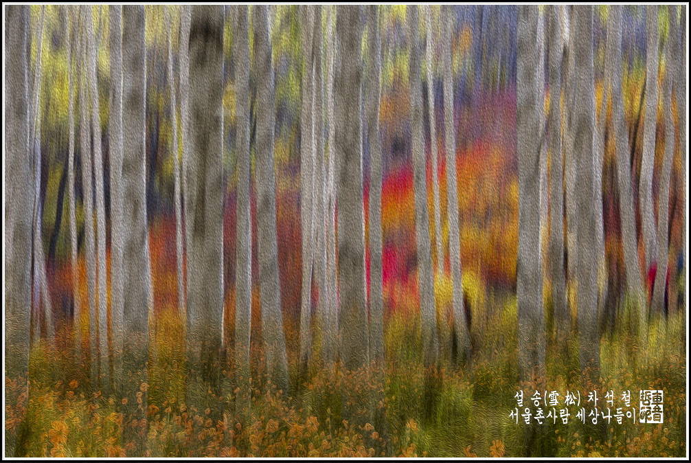 CHA_0320 자작나무 숲 가을 나들이 sns.jpg