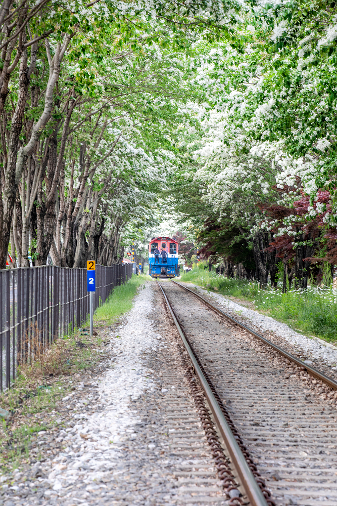 이팝나무와 기차.jpg